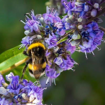 Chaste tree (Vitex)