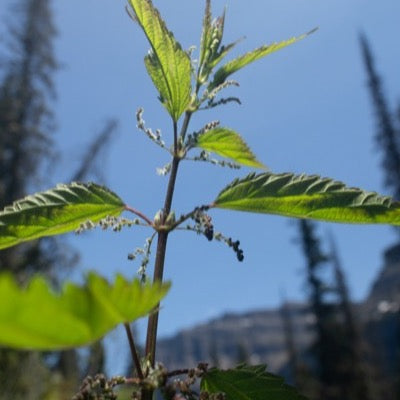 Stinging nettle