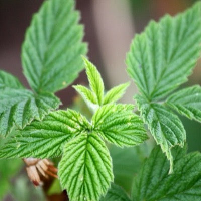 Red raspberry leaf