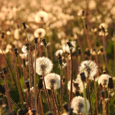 Dandelion