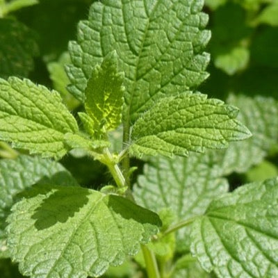 Lemon balm